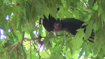 Ağaçta Asılı Kalan Yavru Karga Kurtarıldı