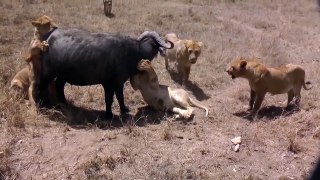 5 Lions Attack 1 Buffalo _ Lion vs Buffalo 2014