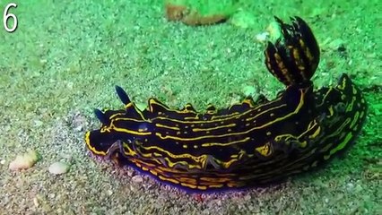 10 Sea Creatures That Belong On An ALIEN Planet