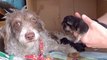 Precious Momma And Newborn Pups Rescued From Streets