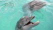 Cuatro delfines viajan al norte de México para dar terapias a niños