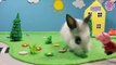 Niños para y gatito pelusa conejo cobaya señorita Katie Bell dibujos animados de animales n