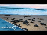 El desove de tortuga golfina en playas de Mazatlán, Sinaloa