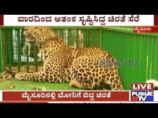 Mysore: Leopard Falls Into Forest Department Trap