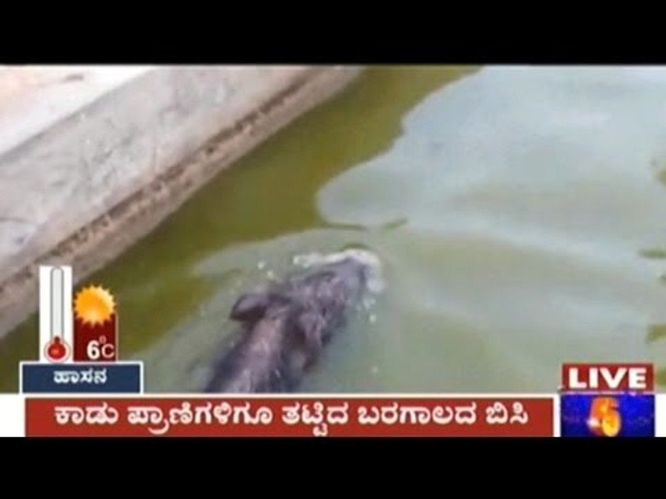 Mysore: Wild Boars In Search Of Water Fall Into Water Ponds Near Devanahalli