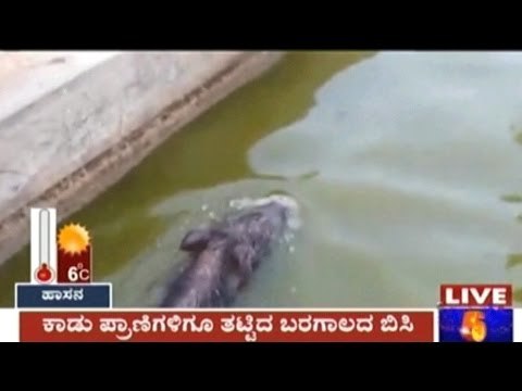 Mysore: Wild Boars In Search Of Water Fall Into Water Ponds Near Devanahalli
