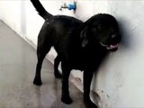 This Dog Loves Showering