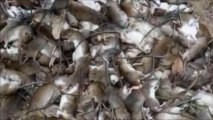 Birmanie : des villages envahis par des milliers de rats