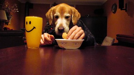 Golden Retriever Eating with Human Hands