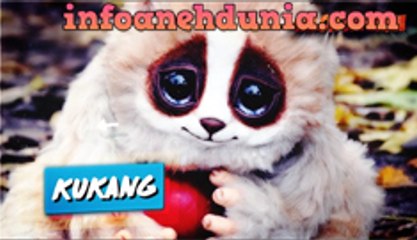 10 HEWAN BERBENTUK LUCU YANG GAK DISANGKA TERNYATA BISA MEMBUNUH KALIAN!!!!