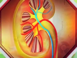 Ayurvedic Treatment for Kidney Disease