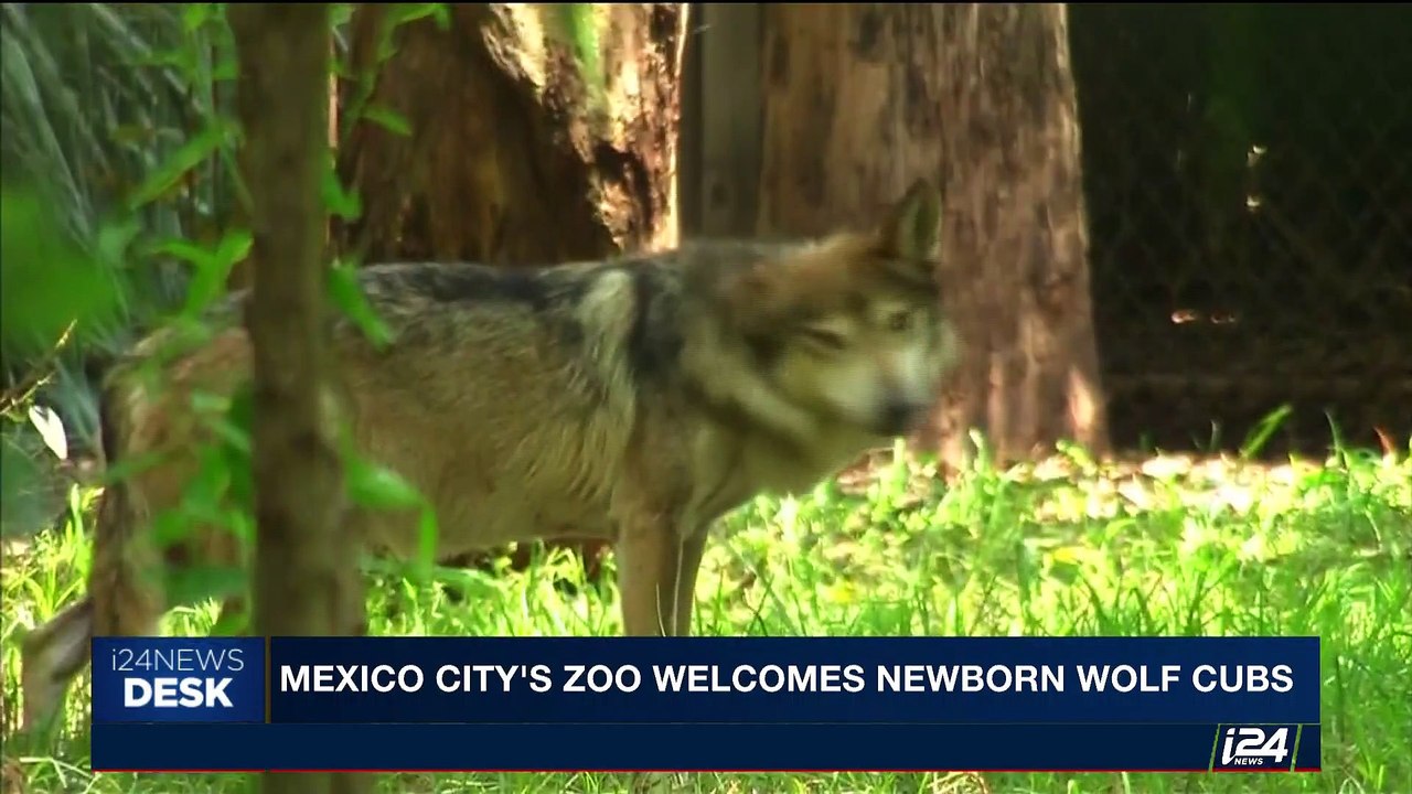 i24NEWS DESK | Mexico city's zoo welcomes newborn wolf cubs | Saturday, July 15th 2017