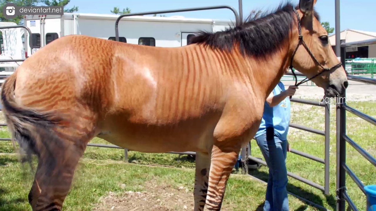 10 Crazy Interbred Species You Didn’t Know Were Possible