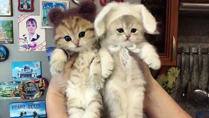 Two cute Kitten