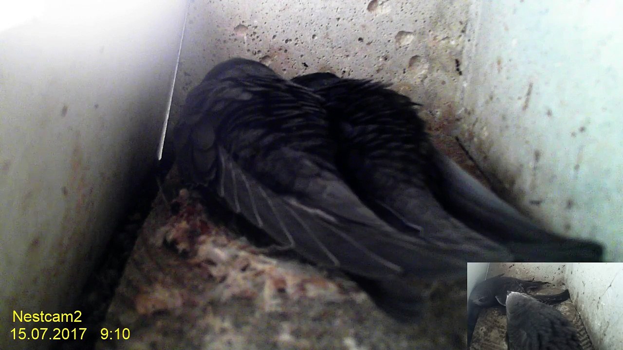 Mauersegler Webcam 2017 - 15. Juli 08:58