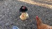Little Marco - Barry White Style - Let's Get it On Rooster Mating
