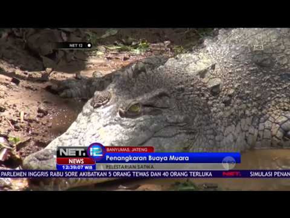 Upaya Lindungi Buaya Muara, Warga Membuat Penangkaran Buaya Muara - NET12