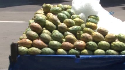 Yazın Devası Dikenli İncir Sezonu Açıldı