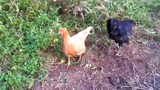 How's a rooster mating with hen? - video Dailymotion