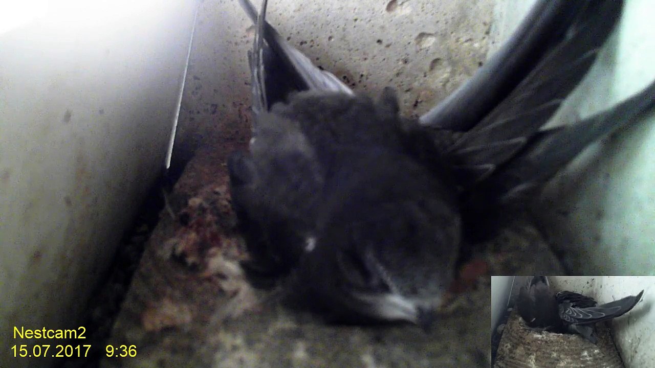 Mauersegler Webcam 2017 -  15. Juli 09:29