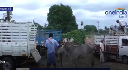 cow selling Starting Again in Krishnagiri-Oneindia Tamil