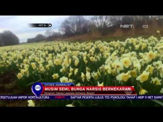 Mekarnya Bunga Narsis tandai Masuknya Musim Semi di Belgia - NET10