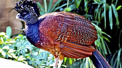 5 Most Unique Exotic Birds In The World! - YouTube
