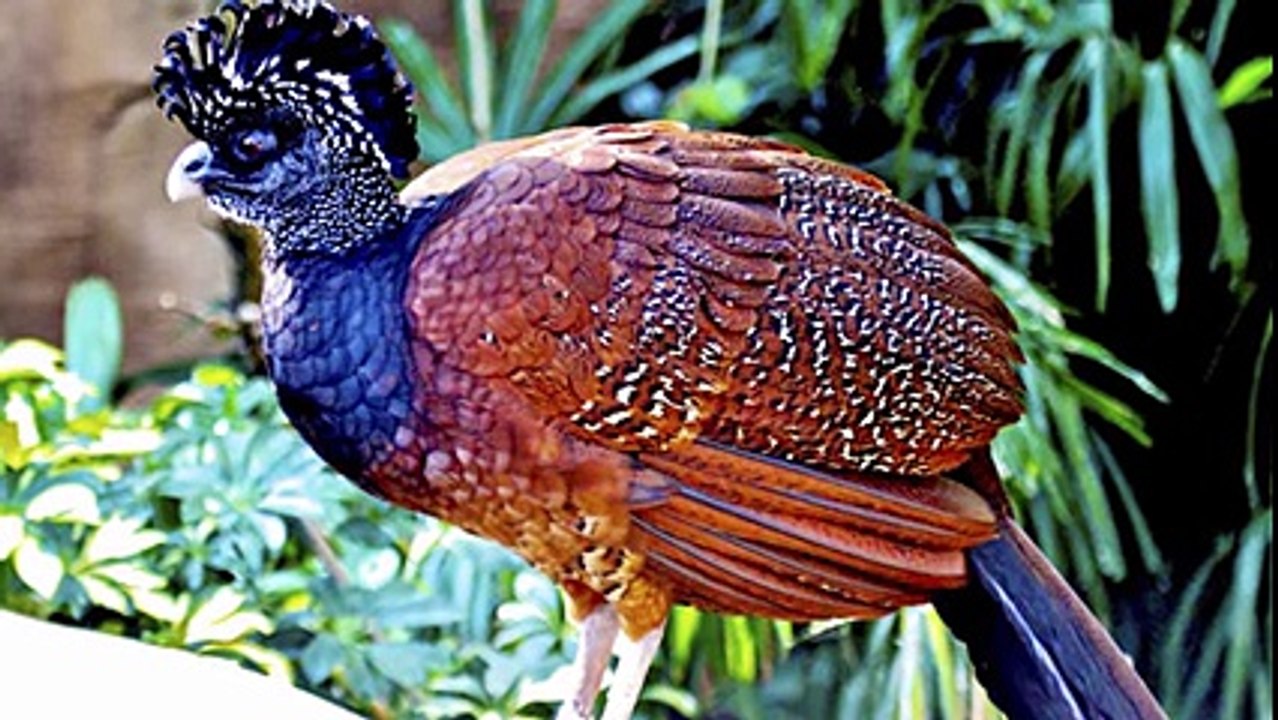 5 Most Unique Exotic Birds In The World! - YouTube