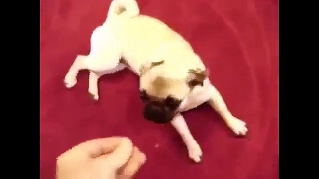 Funny Cats and Dogs Compilation #2 2016