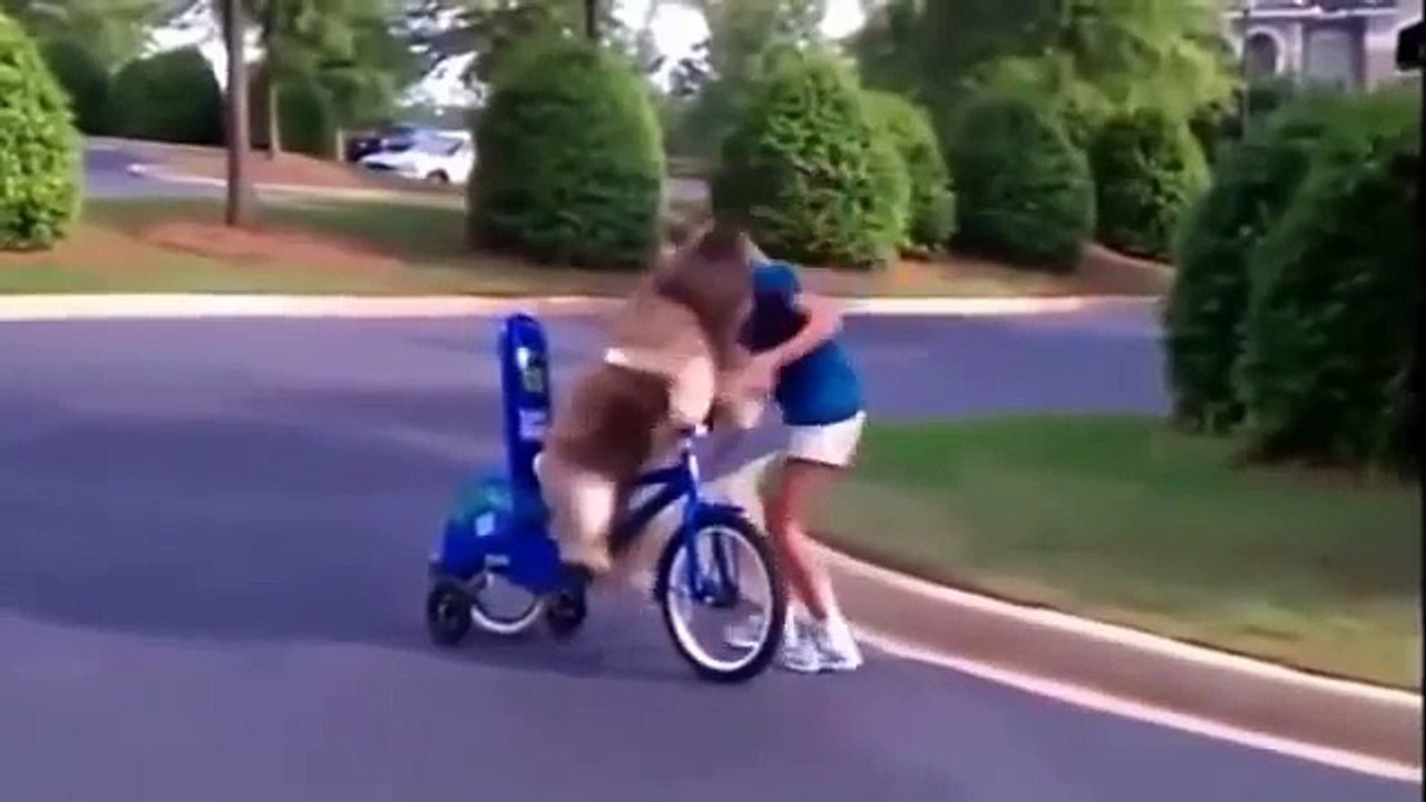 Funny Cats and Dogs Compilation #3 2016