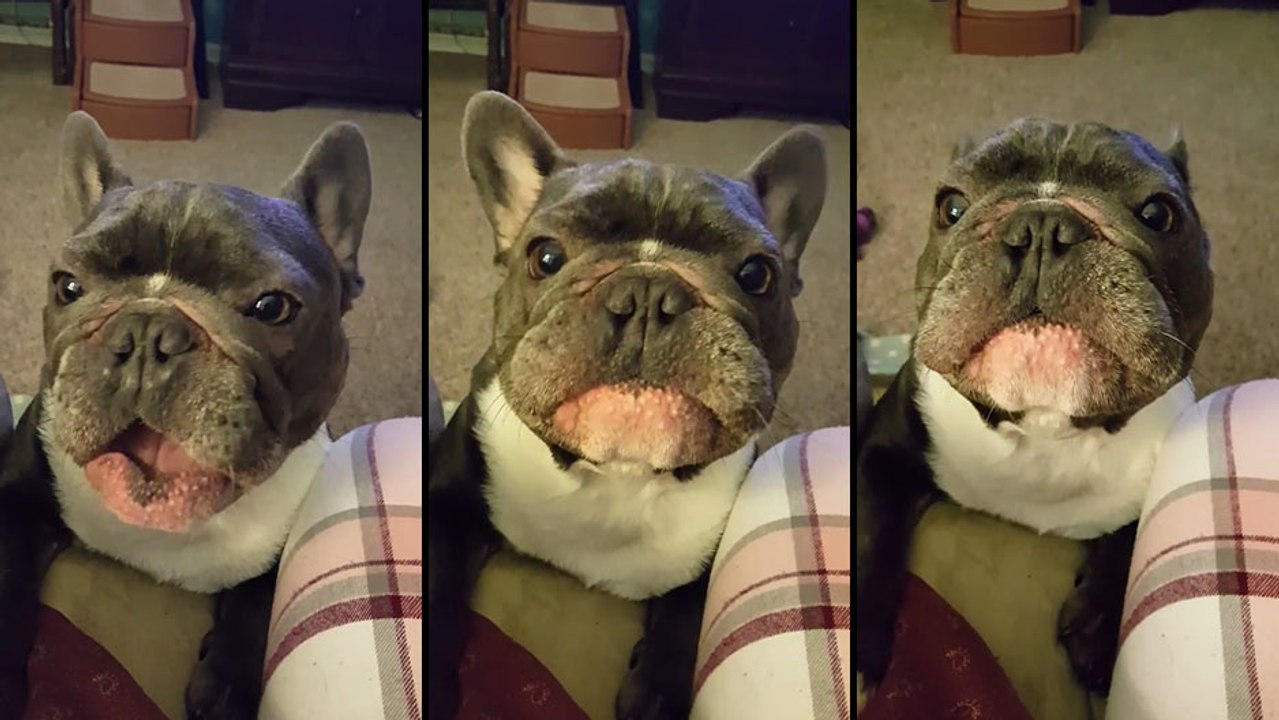 Un bouledogue français fait le bruit d'une voiture de course