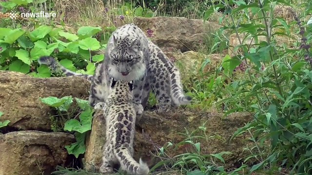 Too cute! Snow leopard cubs revealed at UK zoo