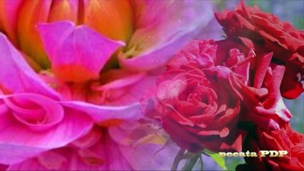 Flowers gift from nature