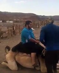 Funny camel riding fails