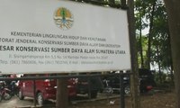 2 Ekor Harimau Sumatera Ditemukan Mati di Sumatera Utara