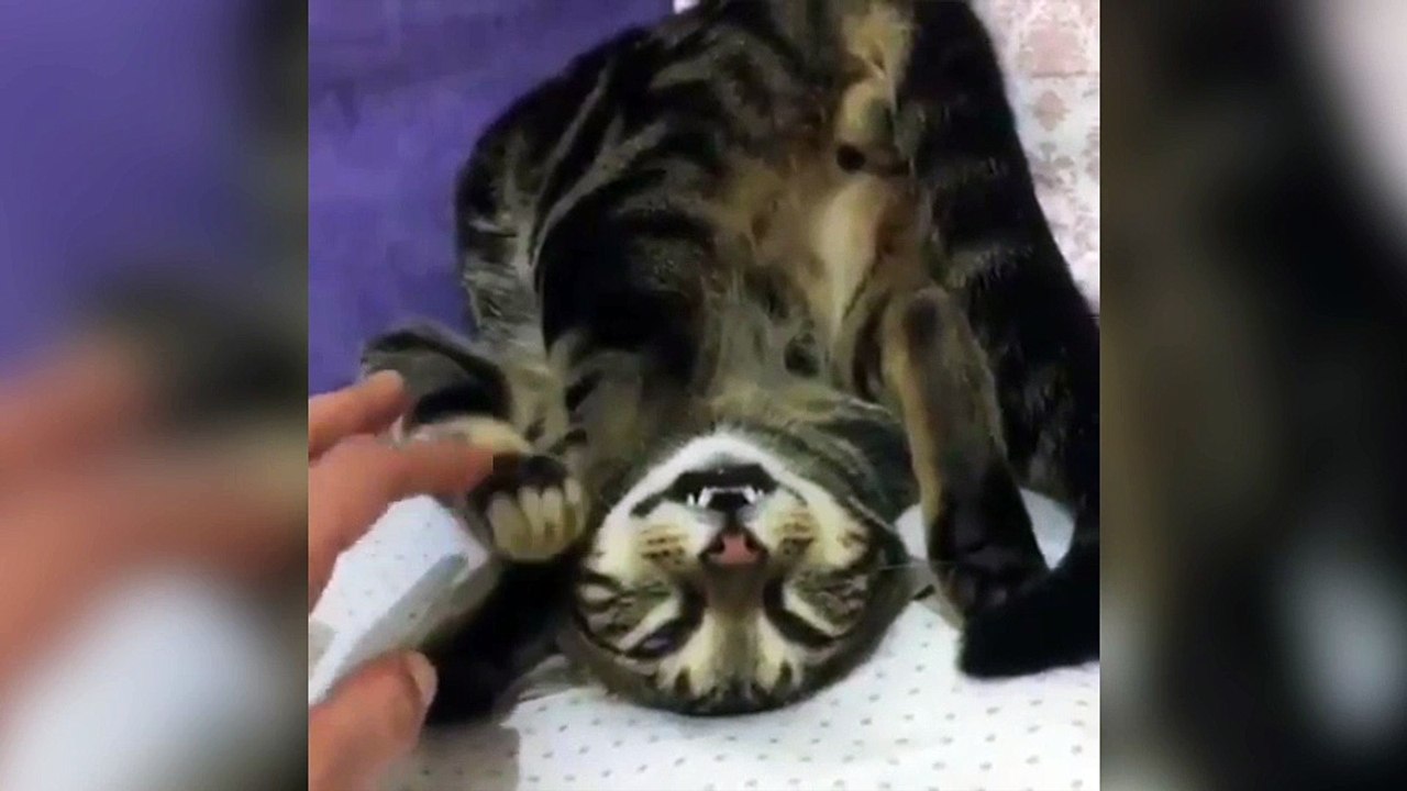 Un chat dort dans une position improbable !