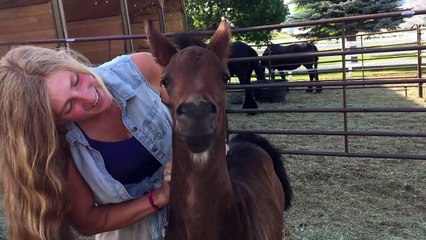 Ce poulain est vraiment trop mignon !