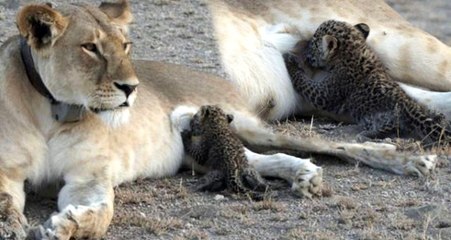 Farklı Türde Hayvanı Emzirmesi İmkansız Olan Anne Aslan, Yavru Leopar Emzirdi