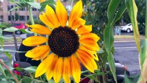 How Sunflowers Grown In Close Quarters Behave Like A Team