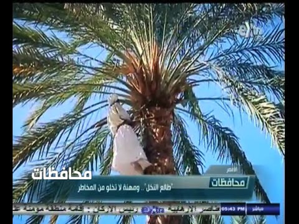 #أخبار‪_‬المحافظات | الأقصر .. " طالع النخل " .. ومهنة لا تخلو من المخاطر