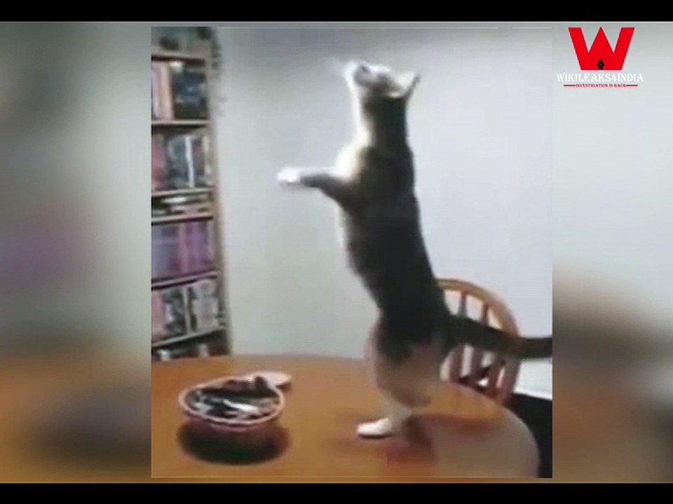 Funny Animals Dance