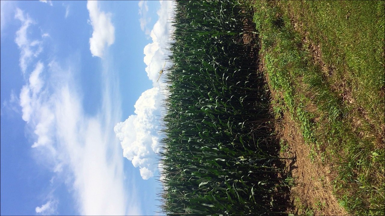 Crop duster showes daring and skill as he misses trees by inches.