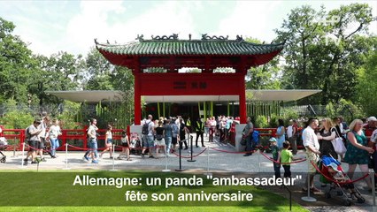 Un panda "ambassadeur" fête son anniversaire au zoo de Berlin