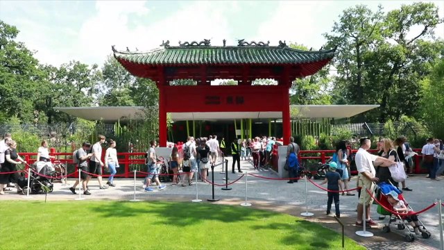 Un panda ambassadeur fête son anniversaire au zoo de Berlin