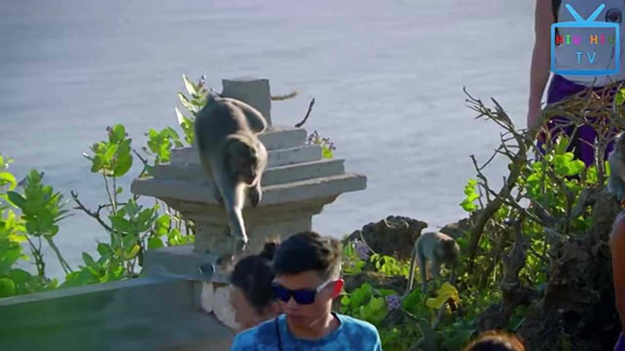 Monkeys Can Be Jerks - Best Funny Videos Compilation - YouTube