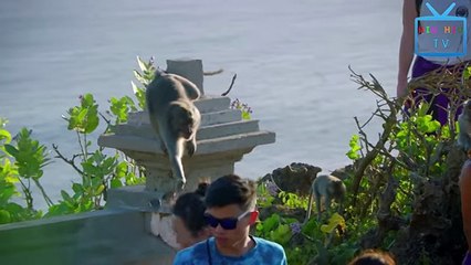 Monkeys Can Be Jerks - Best Funny Videos Compilation - YouTube