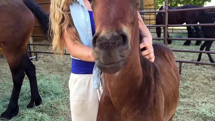 Ce bébé cheval qui aime les caresses n'arrête pas de sourire !!