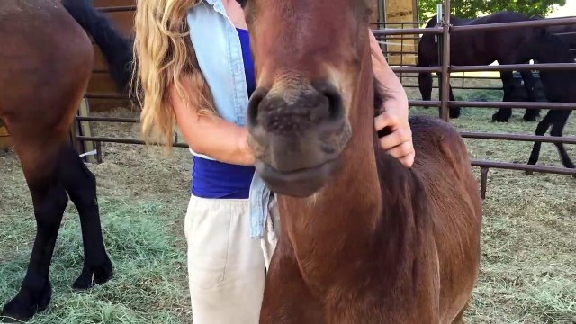 Ce bébé cheval qui aime les caresses n'arrête pas de sourire !!