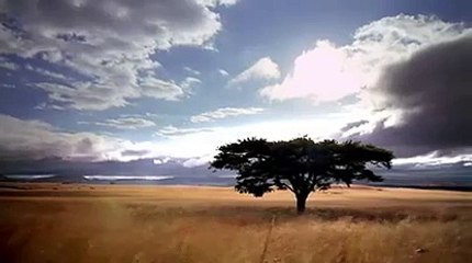 Animal planet - Snow Monkeys