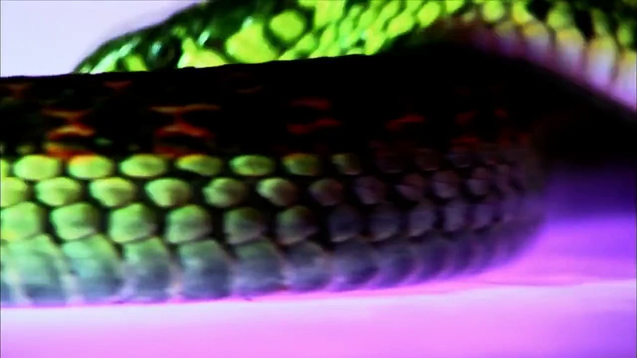 Animal planet - The most poisonous snakes